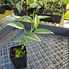 Load image into Gallery viewer, Scindapsus Blue Albo, Exact Plant Variegated Ships Nationwide