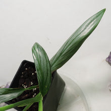 Load image into Gallery viewer, Epipremnum Amplissimum Silver Stripe 4" pot, Fedex 2 day*
