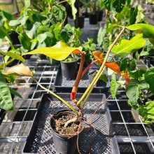 Load image into Gallery viewer, Philodendron Orange Marmalade, Exact Plant Large, 6'' pot Ships Nationwide
