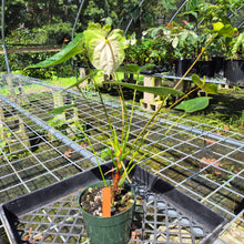 Load image into Gallery viewer, Anthurium White Obake 'Tropic Ice', Exact Plant