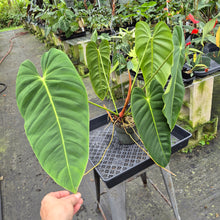 Load image into Gallery viewer, Philodendron Esmeraldense exact plant, Fedex 2day*