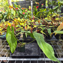 Load image into Gallery viewer, Anthurium Dolichostachyum , Exact Plant Ships Nationwide