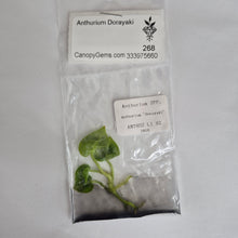Load image into Gallery viewer, Anthurium Dorayaki tissue culture 2DayAir