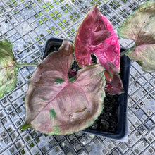 Load image into Gallery viewer, Syngonium Strawberry Ice Variegated 4" pot, Fedex 2day*