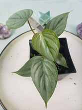 Load image into Gallery viewer, Philodendron Sodiroi True Form, Exact Plant