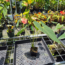 Load image into Gallery viewer, Anthurium Peppermint Splash, Shibori AFF, speckled exact plant, Fedex 2day*