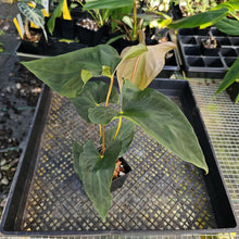 Load image into Gallery viewer, Anthurium Papillilaminum Fort Sherman X ( FS X Ralph Lynam), Ships Nationwide
