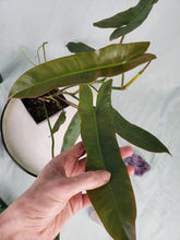 Load image into Gallery viewer, Atabapoense, exact plant, Philodendron, ships nationwide