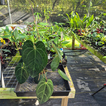 Load image into Gallery viewer, Anthurium Ace of Spades, Exact Plant Ships Nationwide