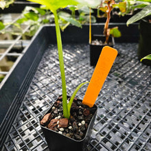 Load image into Gallery viewer, Alocasia Gageana Aurea, Exact Plant Variegated Ships Nationwide