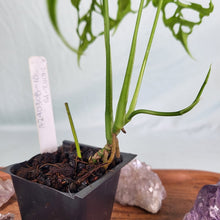 Load image into Gallery viewer, Monstera Obliqua Peru, Exact Plant