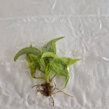 Load image into Gallery viewer, Philodendron Brandi Brandtianum Pink Variegated tissue culture Fedex 2day