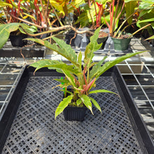 Load image into Gallery viewer, Philodendron Ring Of Fire, Exact Plant Variegated Ships Nationwide