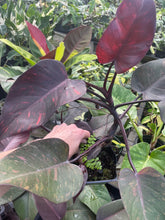Load image into Gallery viewer, Philodendron Orange Princess Variegated 4" pot, Fedex 2day*