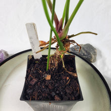 Load image into Gallery viewer, Anthurium Propinquum, Exact Plant Ships Nationwide
