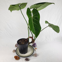 Load image into Gallery viewer, Philodendron Gloriosum, Pink Veined Back 6" pot, Fedex 2 day*