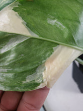 Load image into Gallery viewer, Monstera Lechleriana Variegated 4" pot, Fedex 2 day*
