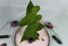 Load image into Gallery viewer, Anthurium Balaoanum 'Dussii' Exact Plant Ships nationwide