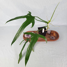 Load image into Gallery viewer, Philodendron Holtonianum, 4” pot, Fedex 2 day*