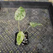 Load image into Gallery viewer, Alocasia Odora Batik, Exact Plant Variegated Ships Nationwide