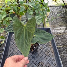 Load image into Gallery viewer, Anthurium Papillilaminum Fort Sherman X Ralph Lynam, Exact Plant Ship Nationwide