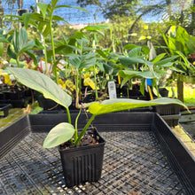 Load image into Gallery viewer, Philodendron Hastatum Silver Sword, Exact Plant Variegated Ships Nationwide