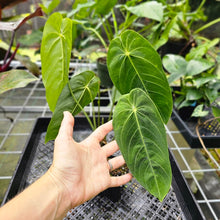 Load image into Gallery viewer, Anthurium Angamarcanum , Exact Plant