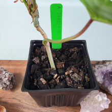 Load image into Gallery viewer, Philodendron Florida Ghost 4" pot, Fedex 2day*