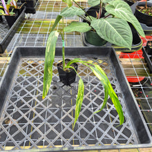 Load image into Gallery viewer, Philodendron Holtonianum Variegated, Exact Plant Ships Nationwide