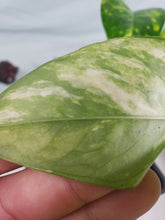 Load image into Gallery viewer, Yellow Flame, Exact Plant, variegated Epipremnum Pinatum