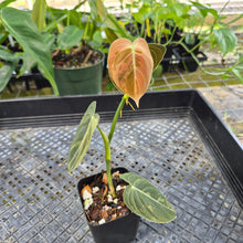 Load image into Gallery viewer, Philodendron Melanochrysum, Exact Plant Variegated Ships Nationwide