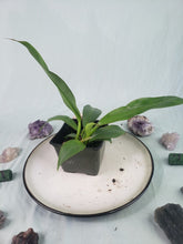 Load image into Gallery viewer, Gageana Aurea, Exact Plant, variegated Alocasia