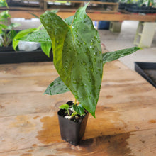 Load image into Gallery viewer, Anthurium Papillilaminum Fort Sherman X Ralph Lynam, Exact Plant Ship Nationwide