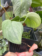 Load image into Gallery viewer, Scindapsus Silver Hero 4" pot, Fedex 2day*