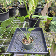 Load image into Gallery viewer, Homalomena Schismatoglottis Neoguineensis, Exact Plant Ships Nationwide