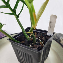 Load image into Gallery viewer, Philodendron Tortum, Exact Plant wide form Ships Nationwide