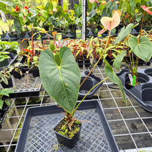 Load image into Gallery viewer, Anthurium Peppermint Splash, Shibori AFF, speckled , Exact Plant Ship Nationwide