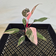 Load image into Gallery viewer, Philodendron Pink Princess Galaxy Variegated exact plant, Fedex 2day*