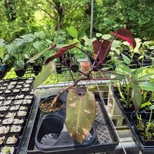 Load image into Gallery viewer, Philodendron Pink Princess Variegated exact plant, Fedex 2day*