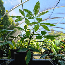 Load image into Gallery viewer, Pachira Aquatica Money Tree, Exact Plant Variegated 6'' pot