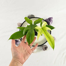 Load image into Gallery viewer, Philodendron Florida Ghost, Exact Plant Ships Nationwide