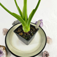 Load image into Gallery viewer, Alocasia Cucullata, Exact Plant Variegated