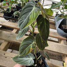 Load image into Gallery viewer, Philodendron Melanochrysum Variegated exact plant, Fedex 2day*