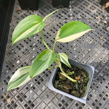 Load image into Gallery viewer, Scindapsus Blue Albo Variegated 2.5" pot, Fedex 2day*
