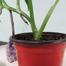 Load image into Gallery viewer, Epipremnum Amplissimum Silver Stripe Shipped Nationwide