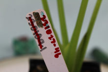 Load image into Gallery viewer, Alocasia Green Shield Exact Plant