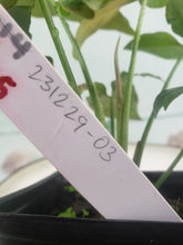 Load image into Gallery viewer, Red Spot Tricolor, Exact Plant, variegated Syngonium