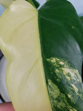 Load image into Gallery viewer, Domesticum, Exact Plant, variegated Philodendron