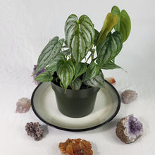 Load image into Gallery viewer, Philodendron Brandtianum, Exact Plant multi pot of 7+ Ships Nationwide