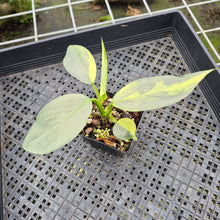 Load image into Gallery viewer, Philodendron Hastatum Silver Sword Variegated exact plant, Fedex 2day*